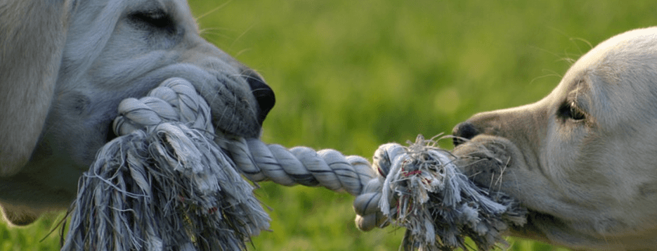 Using a Push/Pull Lead Distribution Strategy