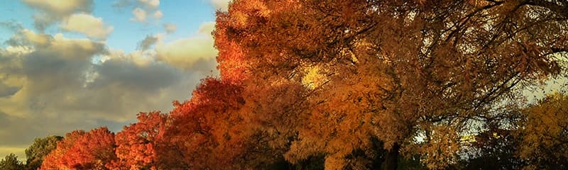 How Experienced Lead Buyers & Sellers Use Ping Tree Software