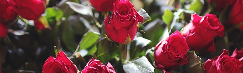 I know, I know, ping trees, roses... I'm mixing my metaphors a little. ping tree boberdoo.com