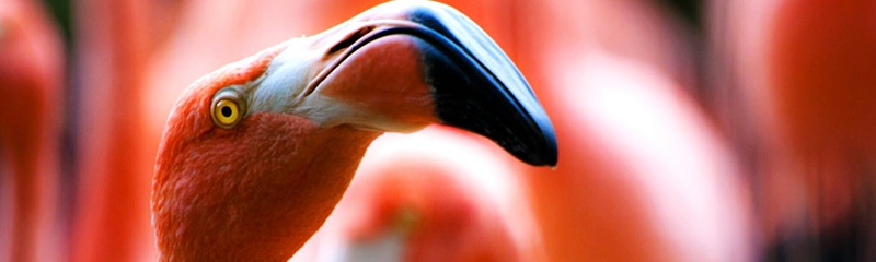Why have a robin when you can have a flamingo? round robin lead distribution with boberdoo.com